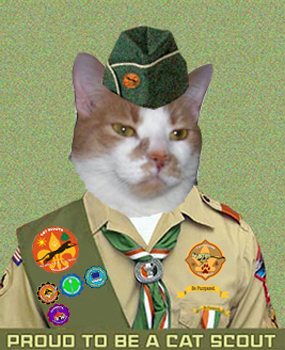 Cat Scout Sammy